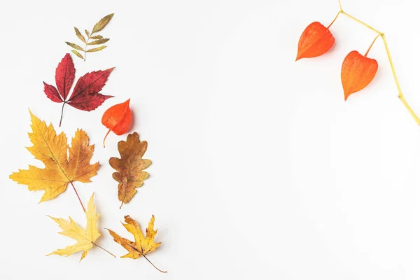 Herfst Bladeren Frame Witte Achtergrond Kopieer Ruimte — Stockfoto