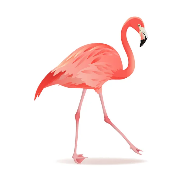 Red and pink flamingo vector illustration. Cool exotic bird walking decorative design elements collection. Flamingo Isolated on white background — Stock Vector