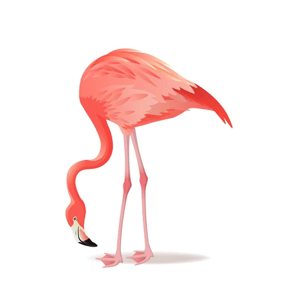 Red and pink flamingo vector illustration. Cool exotic bird standing, decorative design elements collection. Flamingo Isolated on white background — Stock Vector