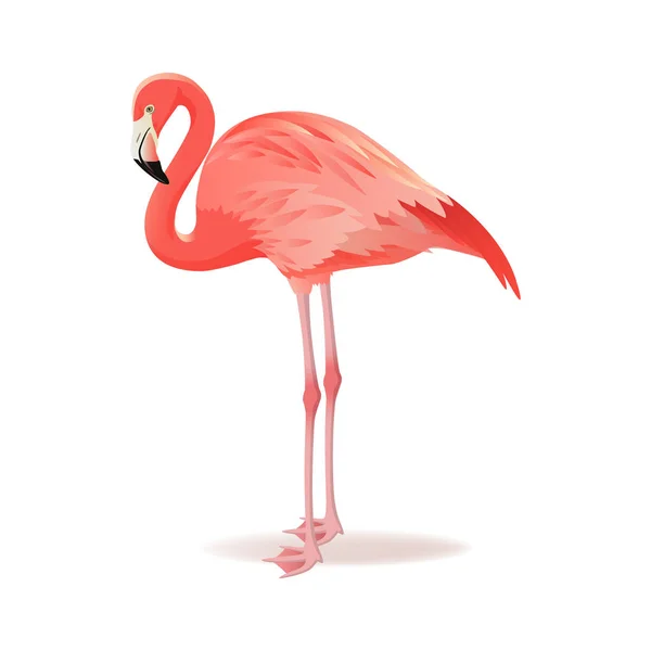 Red and pink flamingo vector illustration. Cool exotic bird standing, decorative design elements collection. Flamingo Isolated on white background — Stock Vector