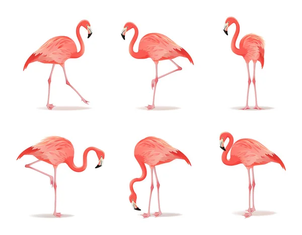 Röda och rosa flamingo set, vektorillustration. Cool exotisk fågel i olika poser dekorativa design element samling. Flamingo isolerade på vit bakgrund — Stock vektor