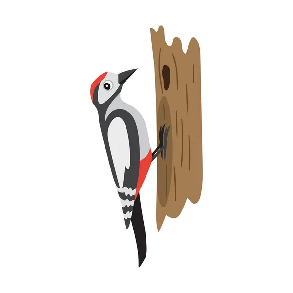 Pájaro del bosque colorido, pájaro carpintero sentado en el árbol, aislado — Vector de stock