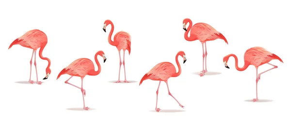 Set van exotische flamingo's geïsoleerd op een witte achtergrond. Flamingo geïsoleerd op wit. Roze flamingo vectorillustratie. — Stockvector
