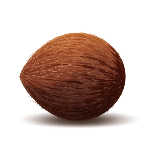 Icône de noix de coco, illustration réaliste de noix de coco isolée en blanc — Image vectorielle