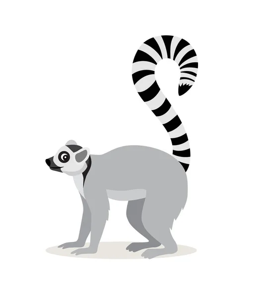 Afrikai állat, aranyos maki ikonnal csíkos hosszú farok elszigetelt fehér háttér, vektor — Stock Vector