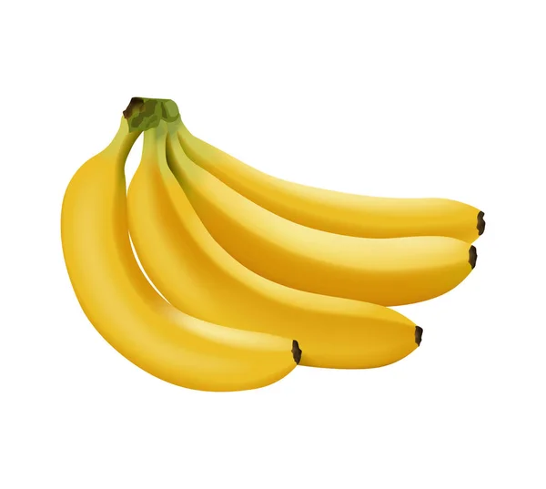 Realistische vector banaan, tak van bananen geïsoleerd — Stockvector