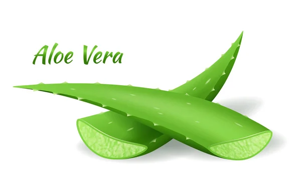 Aloe Vera řezané listové, realistický zelený závod, dva Aloe listy nebo řezané kousky izolované na bílém — Stockový vektor