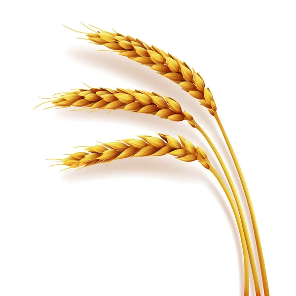 Espigas realistas de trigo aislado, agricultura, producto natural — Archivo Imágenes Vectoriales