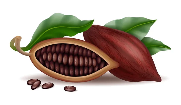 Realistische rauwe en droge cacao thee pods, bonen en tak met groen blad — Stockvector