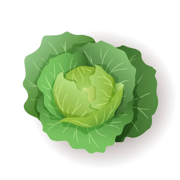 Col verde con grandes hojas icono aislado, granja fresca alimentos orgánicos saludables, vegetales, vector de ilustración . — Archivo Imágenes Vectoriales