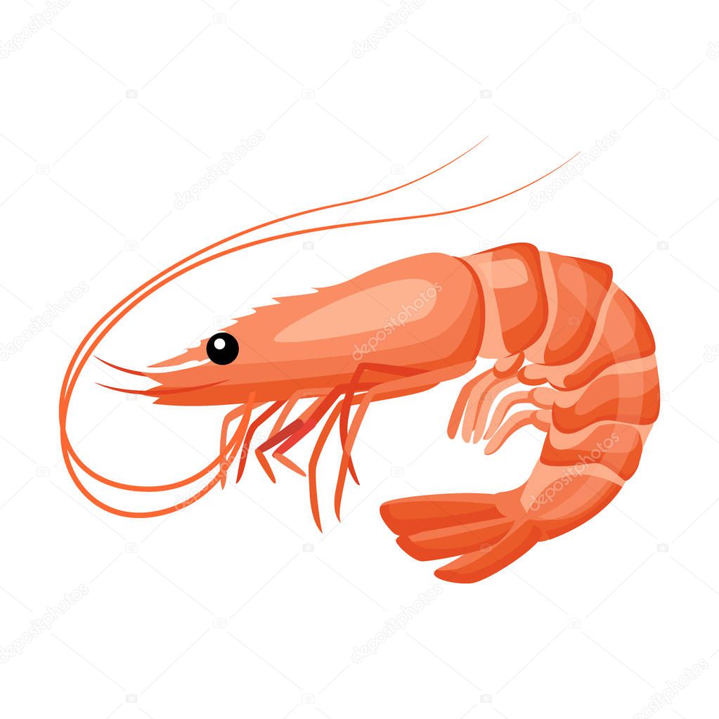 Shrimp icon in flat style, fresh sea food. Isolated on white background. Vector illustration.