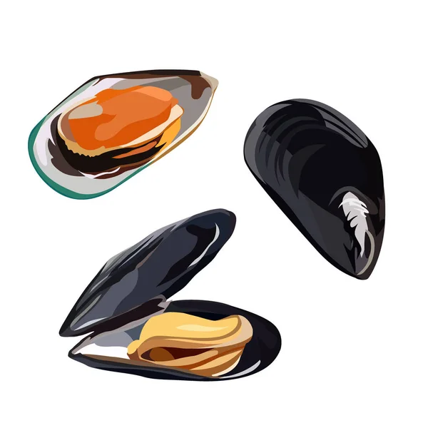 Raw mussels in shells icon isolated on white background, healthy food, fresh seafood, vector illustration. — Stock Vector