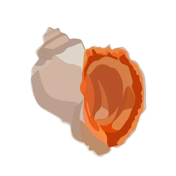 Beautiful rapana venosa shell icon isolated on white background, mollusk clam seashell, vector illustration. — Stock Vector