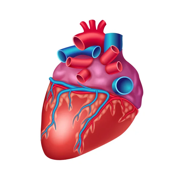 Icono anatómico del corazón humano con vasos y aorta — Vector de stock
