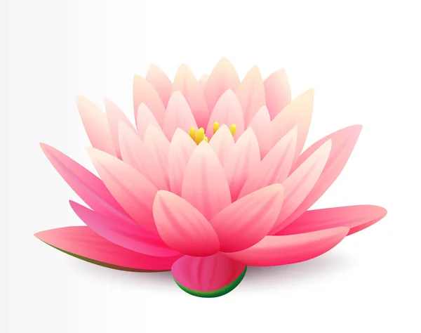 Beautiful realistic pink lotus flower isolated on white background, water plant, vector illustration. — Stock Vector