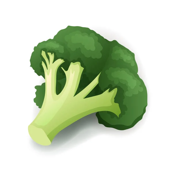 Fresh green broccoli isolated on white, vector illustration — Stock Vector