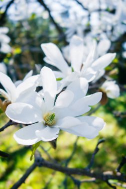 Beyaz manolya çiçekleri