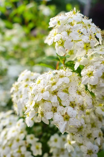 Arbusto floreciente de flores blancas de espirea en la luz del atardecer —  Fotos de Stock