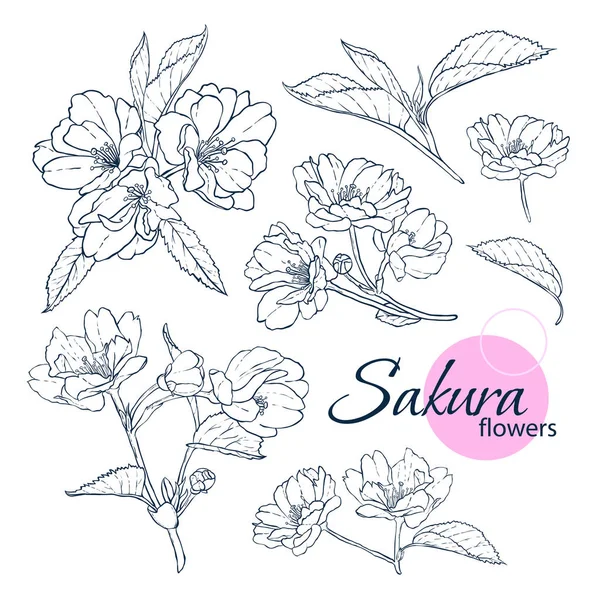 Elle çizilmiş Japon çiçeği sakura çiçek kümesi. Çizgi-roman tarzı resimde. Yetişkin ve çocuklar için boyama kitabı.