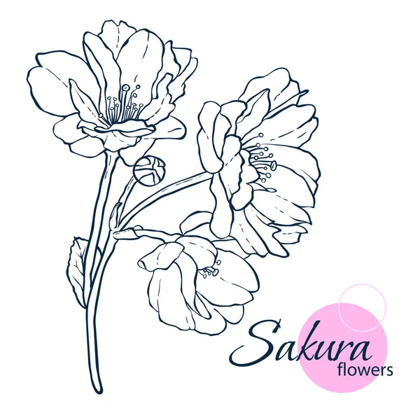 Flores de sakura de flor japonesa dibujadas a mano. Ilustración de estilo de línea. Libro para colorear para adultos y niños . — Archivo Imágenes Vectoriales