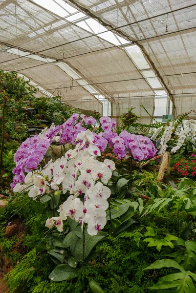 Orquídea Violeta Branca Jardim Tropical Estufa Durante Dia Por Amor — Fotografia de Stock