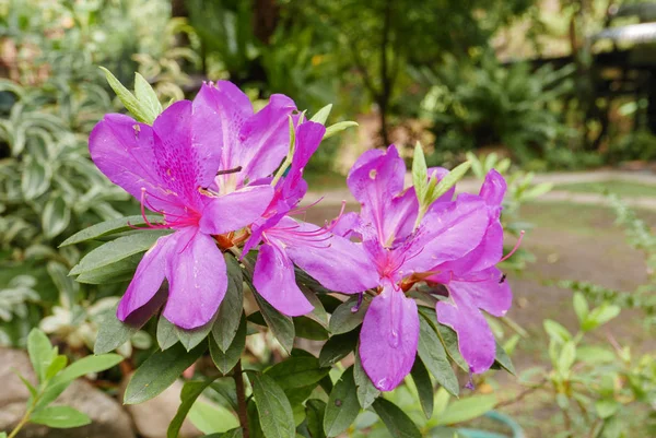 Roxo Fresco Azalea Cacho Flores Durante Dia Natureza Para Paixão — Fotografia de Stock