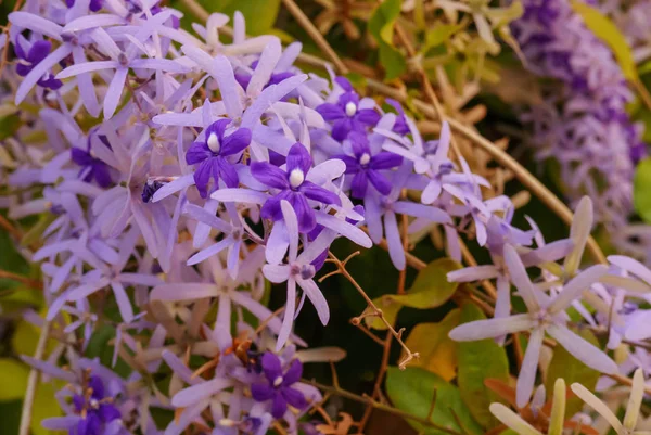 Fresh Purple Wreath Flower Bunch Daytime Nature Passion Relaxation Travel — Stock Photo, Image