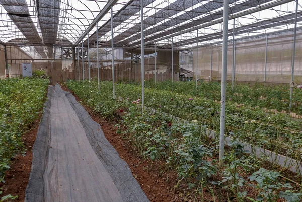 Linhas Rosas Cultivadas Estufa Durante Dia Área Rural Para Agroturismo — Fotografia de Stock