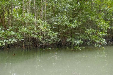 Tayland yaz aylarında tropik mangrov orman boyunca kıyı çevre, gevşeme, seyahat, yolculuk, Phangnga Bay Milli Parkı içinde sezon ve iklim kavramı değiştirmek