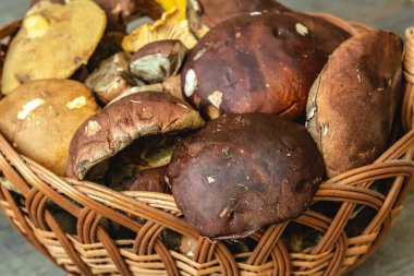 Sepet farklı taze orman mantar dolu.