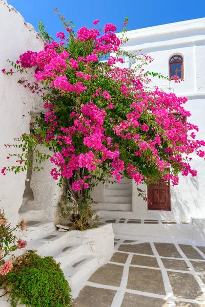 Yunan Mimarisi Ile Yaz Çiçek Badanalı Serifos Adası Kiklad Adaları — Stok fotoğraf