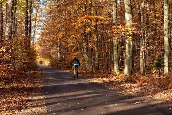 Silnice Krásném Podzimním Lese Kashubia Severní Polsko — Stock fotografie