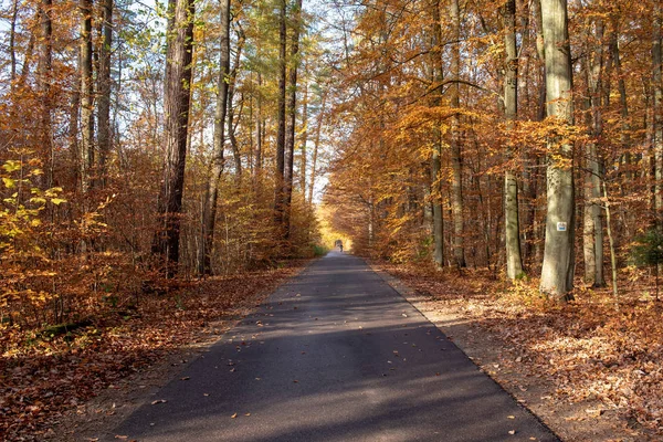 Vägen Vackra Hösten Skogen Kashubia Norra Polen — Stockfoto