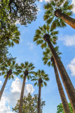 Şehir Merkezi Atina Ulusal bahçesinde palmiyeler. Yunanistan