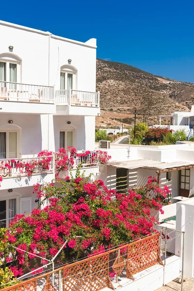 Flores Verão Que Crescem Uma Casa Whitewashed Grega Sifnos Ilha — Fotografia de Stock