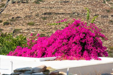 Yaz çiçek bir Kiklad ev çatıda. Sifnos Adası Yunanistan.