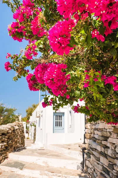 Sommarblommor växer i trädgården. Sifnos island, Grekland. — Stockfoto