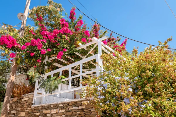 Los árboles con flores en Apollonia, la capital de Sifnos. Cícladas, Grecia —  Fotos de Stock