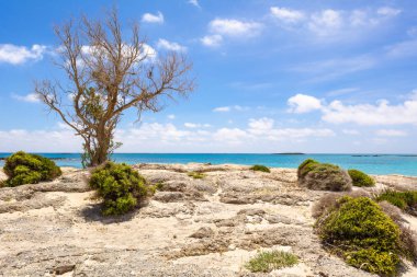 Elafonisi plajının kayalık ve vahşi kıyısında bir ağaç. Girit Adası, Yunanistan, Avrupa.