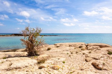 Elafonisi plajının kayalık ve vahşi kıyısında bir ağaç. Girit Adası, Yunanistan, Avrupa.