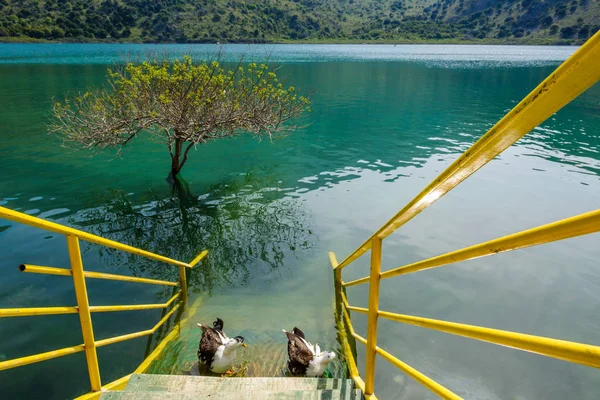 Озеро Курнас с прекрасной пресной изумрудной водой. Крит, Греция . — стоковое фото