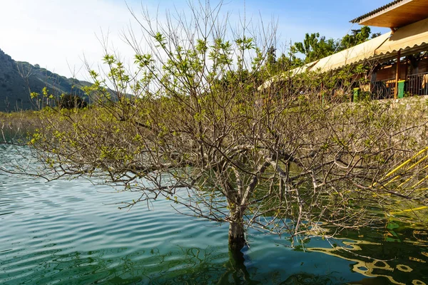 Дерево на озере Курнас на Крите. Греция — стоковое фото