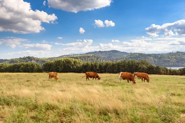 Cows on the summer pasture in Pieniny mountains in Poland. — Stock Photo, Image