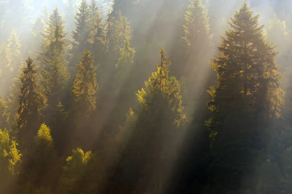 Skog i dimmigt morgon. Pieniny Mountains. Polen — Stockfoto