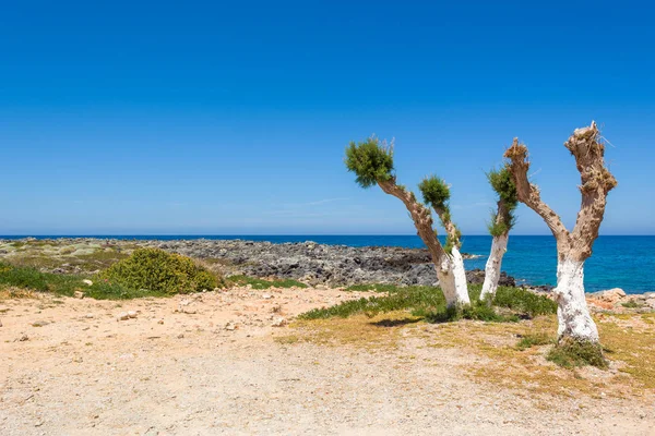 Bomen groeien op de kust bij Stavros Beach, Kreta, Griekenland. — Stockfoto
