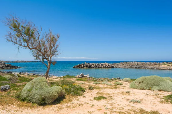 A Stavros strand mellett, a tengerparton található csak fa. Kréta, Görögország. — Stock Fotó