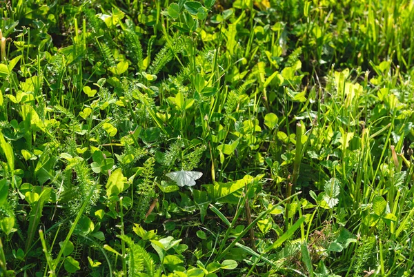 Weißer Schmetterling auf einer grünen Wiese zur Frühlingszeit. — Stockfoto