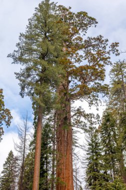 Kaliforniya'daki Sequoia Ulusal Parkı. Park dev sekoya ağaçları için dikkat çekicidir. Abd