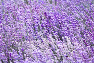 Mor mor renk lavanta çiçek alan closeup arka plan. Seçici odak kullanılan.
