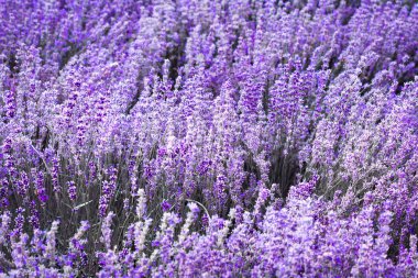 Mor mor renk lavanta çiçek alan closeup arka plan. Seçici odak kullanılan.